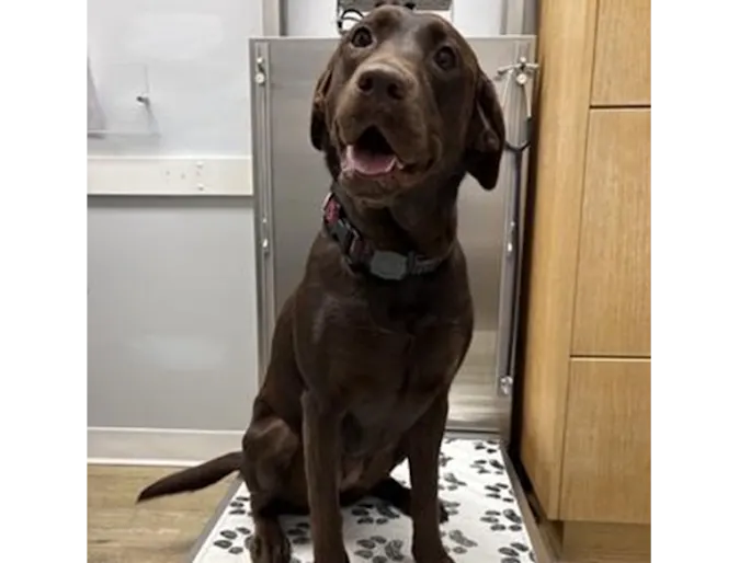 Dog with a tongue out. Dog with a tongue out.