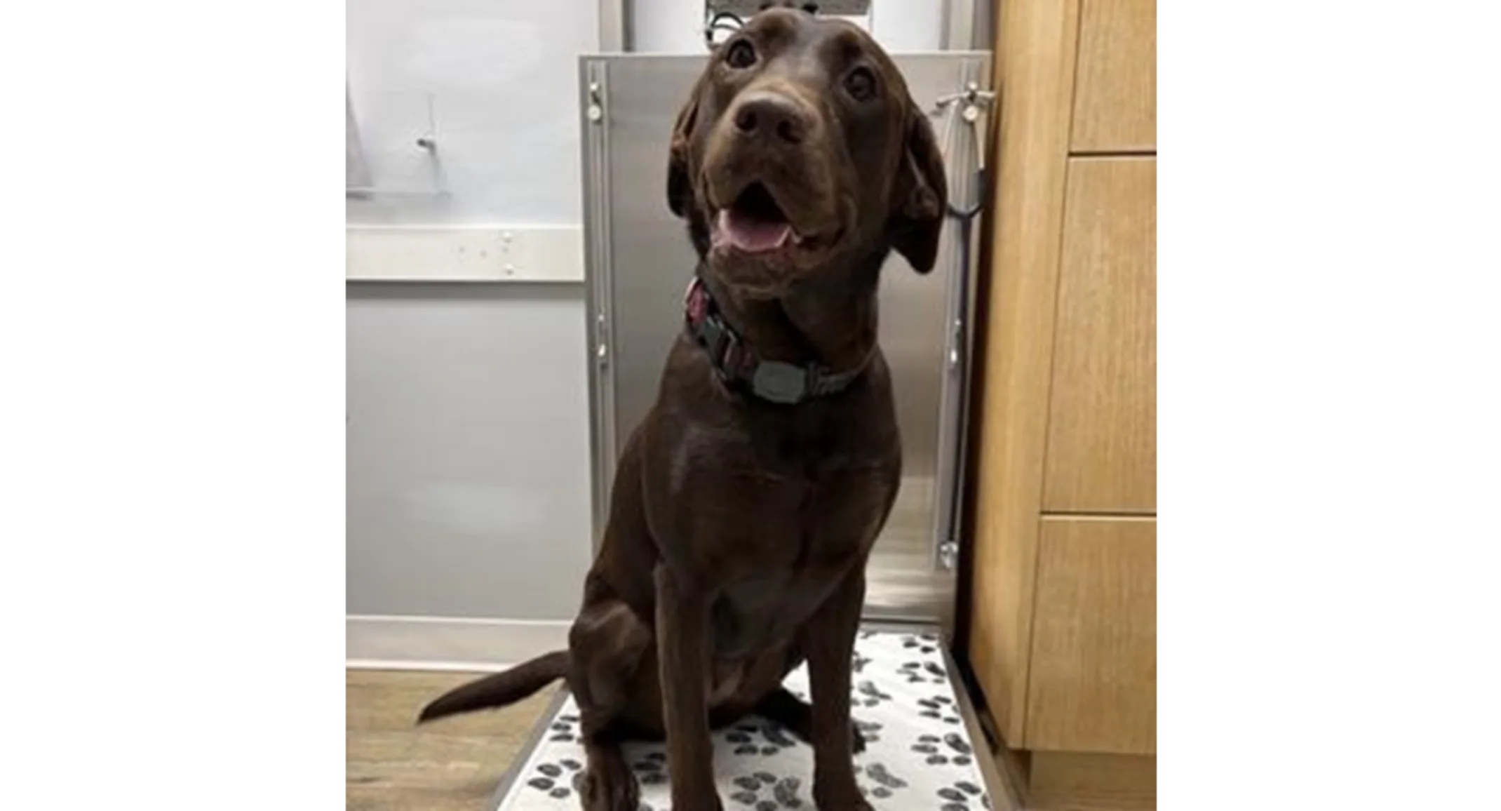 Dog with a tongue out. Dog with a tongue out.