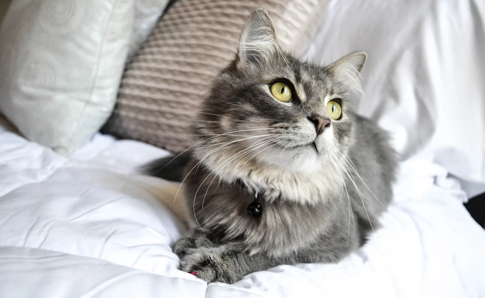cat on bed cat on bed