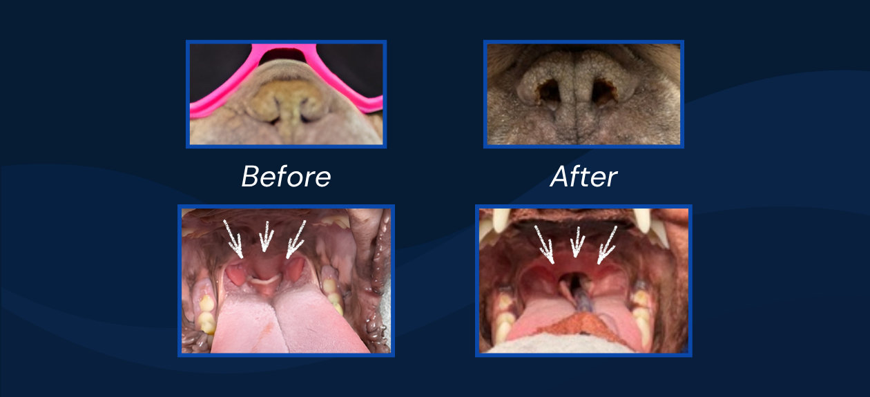 Brachycephalic Airway Syndrome Corrective Surgery (Before/After) at Caton Crossing Animal Hospital