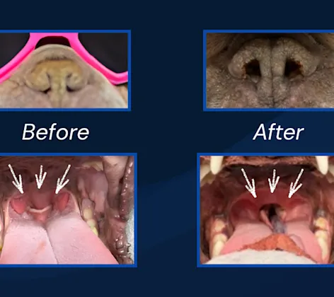 Brachycephalic Airway Syndrome Corrective Surgery (Before/After) at Caton Crossing Animal Hospital Brachycephalic Airway Syndrome Corrective Surgery (Before/After) at Caton Crossing Animal Hospital