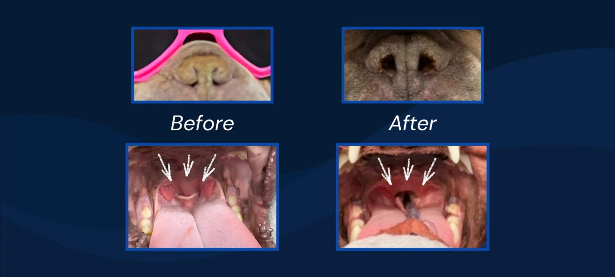 Brachycephalic Airway Syndrome Corrective Surgery (Before/After) at Caton Crossing Animal Hospital Brachycephalic Airway Syndrome Corrective Surgery (Before/After) at Caton Crossing Animal Hospital