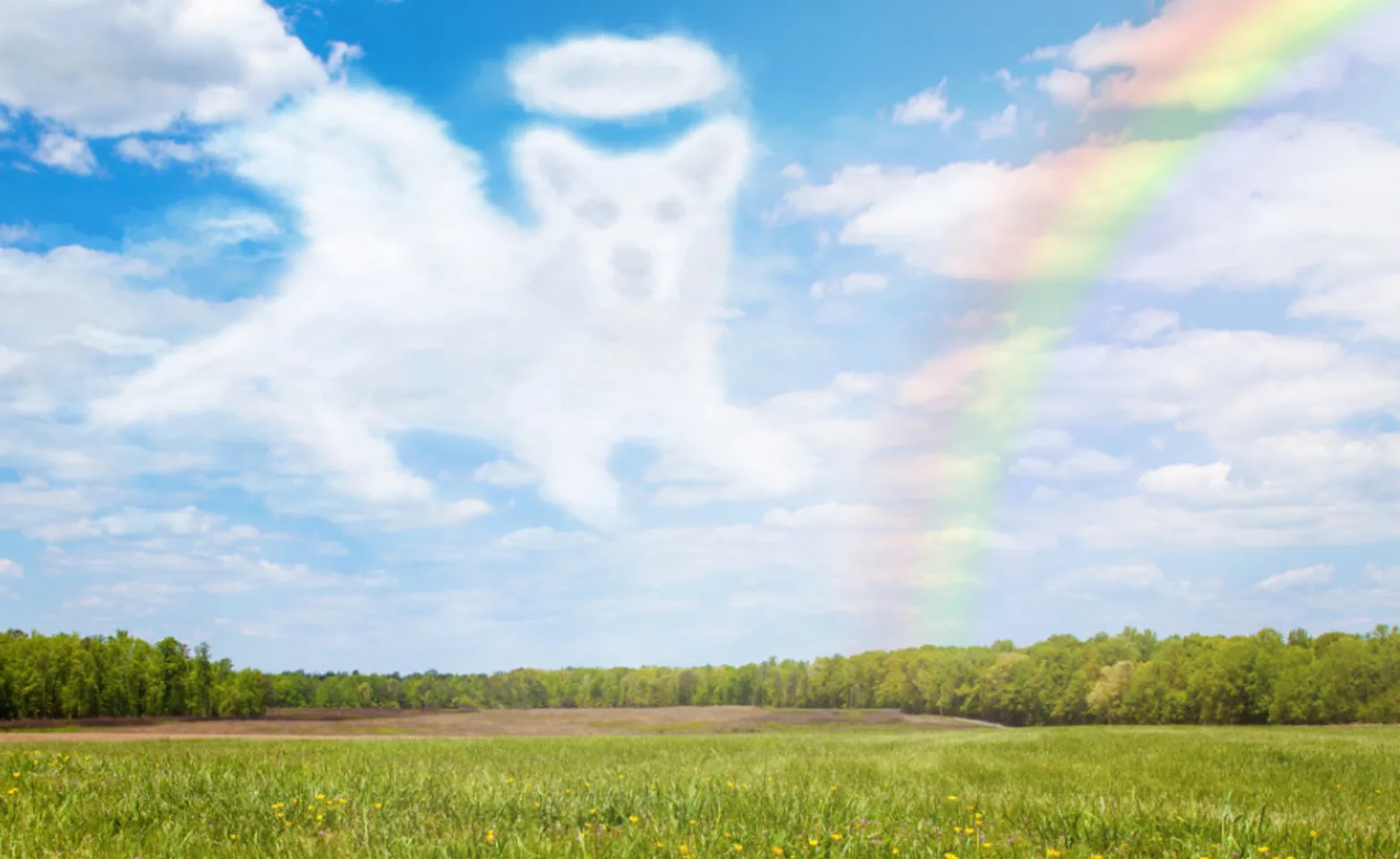 A rainbow with a dog shaped cloud A rainbow with a dog shaped cloud