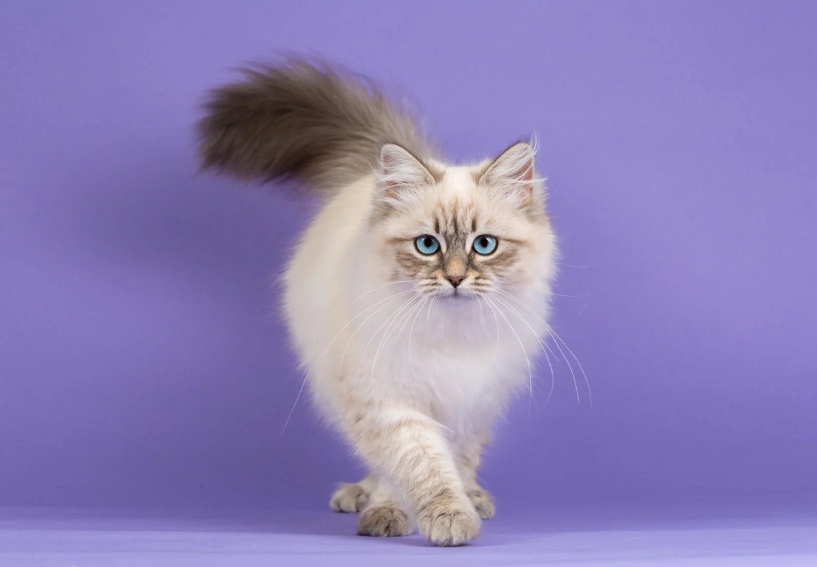 Studio photo of cat with purple background