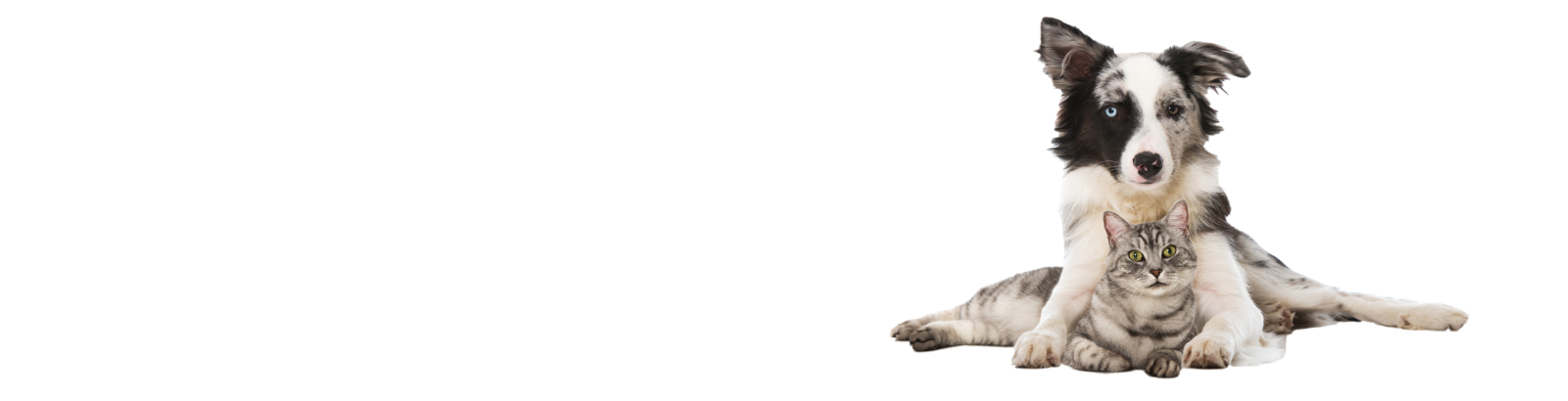 Gray/White Cat and Dog Sitting Together