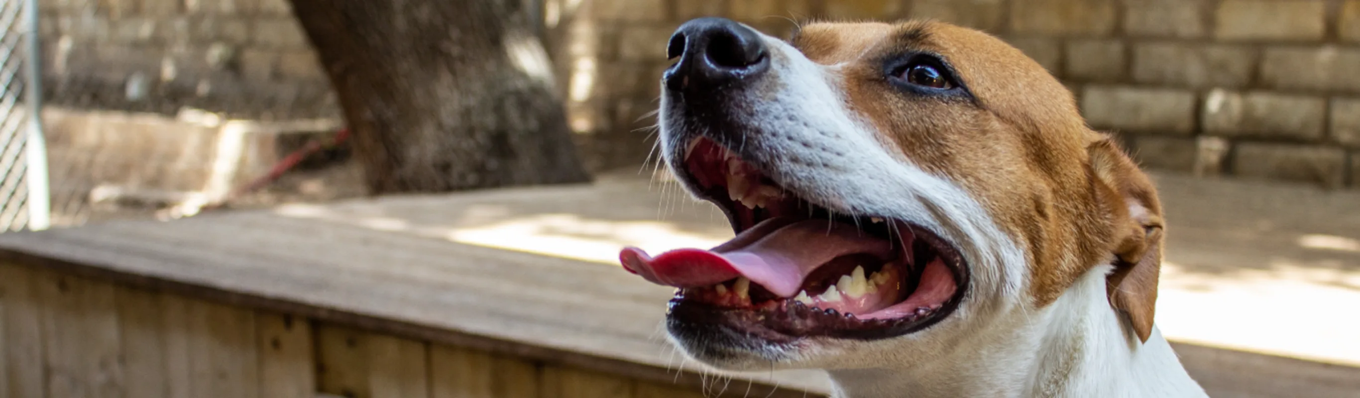 Dog with tongue out Dog with tongue out