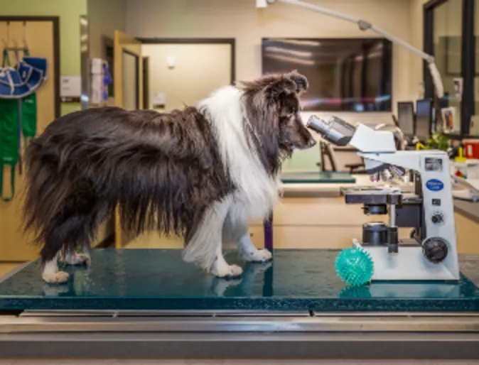 A brown dog looking into a microscope