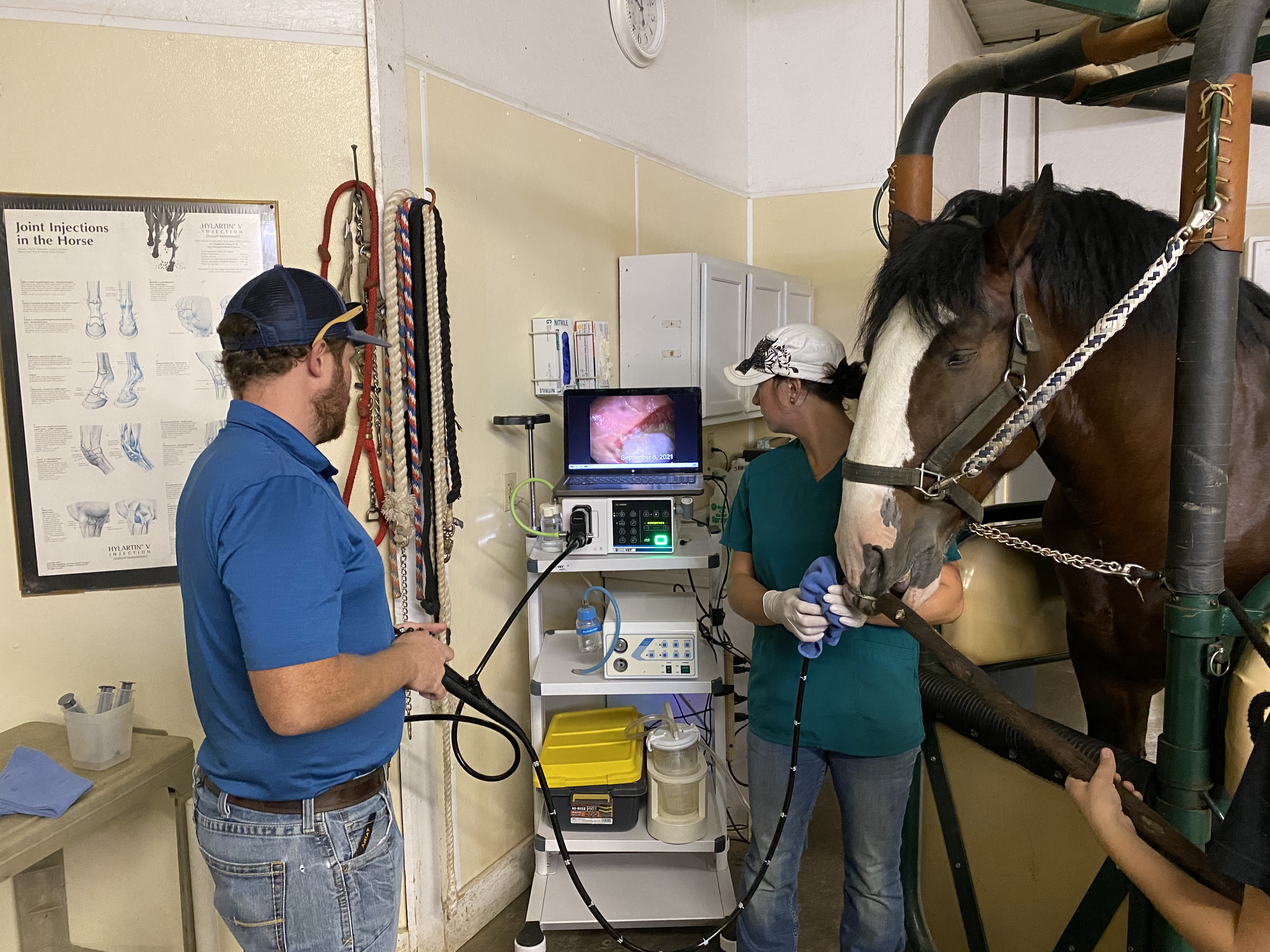 Two veterinarians observing the health of a horse on a monitor