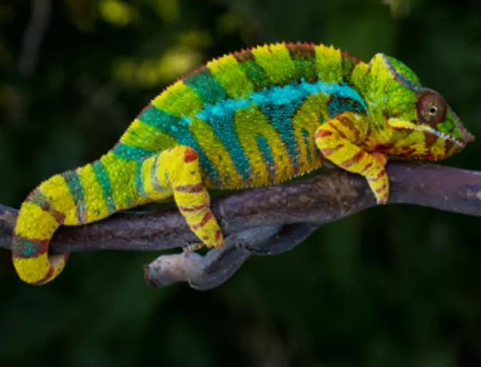 Colorful Chameleon on a Branch