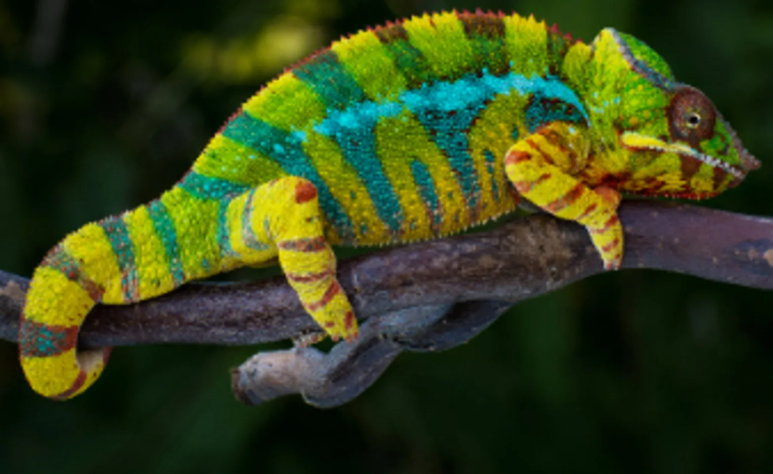 Colorful Chameleon on a Branch Colorful Chameleon on a Branch