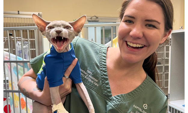 An employee of Capital District Veterinary Referral Hospital smiling and holding a hairless cat who is wearing a blue sweater