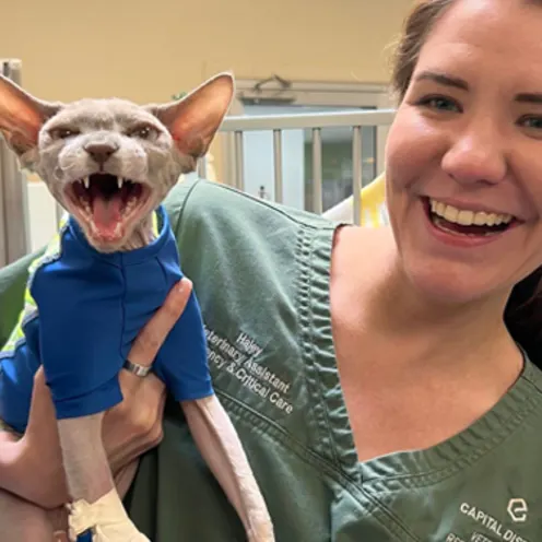 An employee of Capital District Veterinary Referral Hospital smiling and holding a hairless cat who is wearing a blue sweater