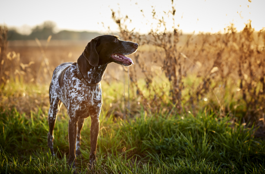 Dog in Field with Sun Behind