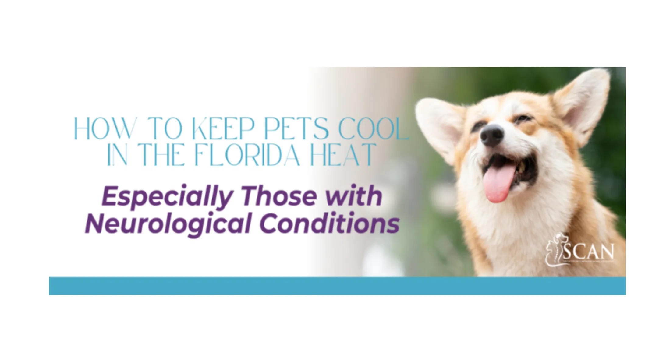 How to Keep Pets Cool in the Florida Heat How to Keep Pets Cool in the Florida Heat