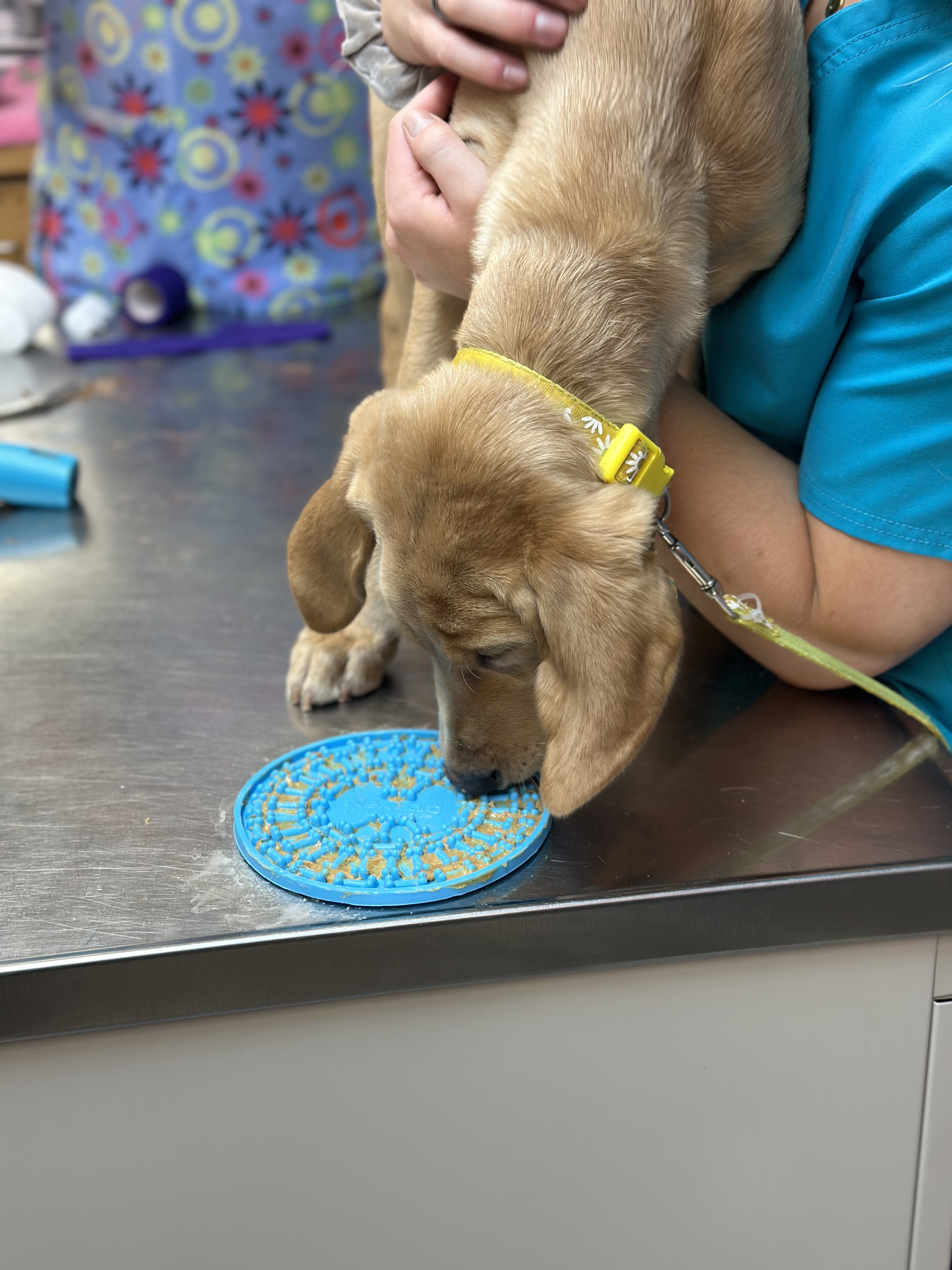 Dog Eating Food at Ferry Farm Animal Clinic