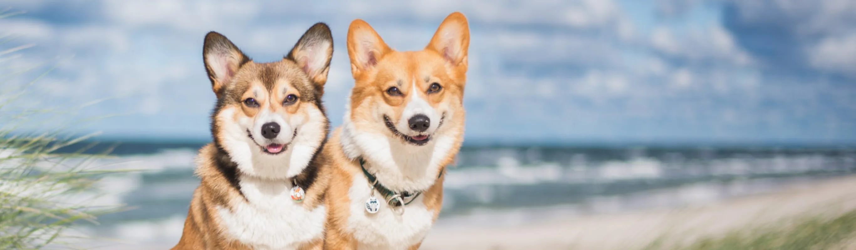 Two corgis at the beach with their tongues out.