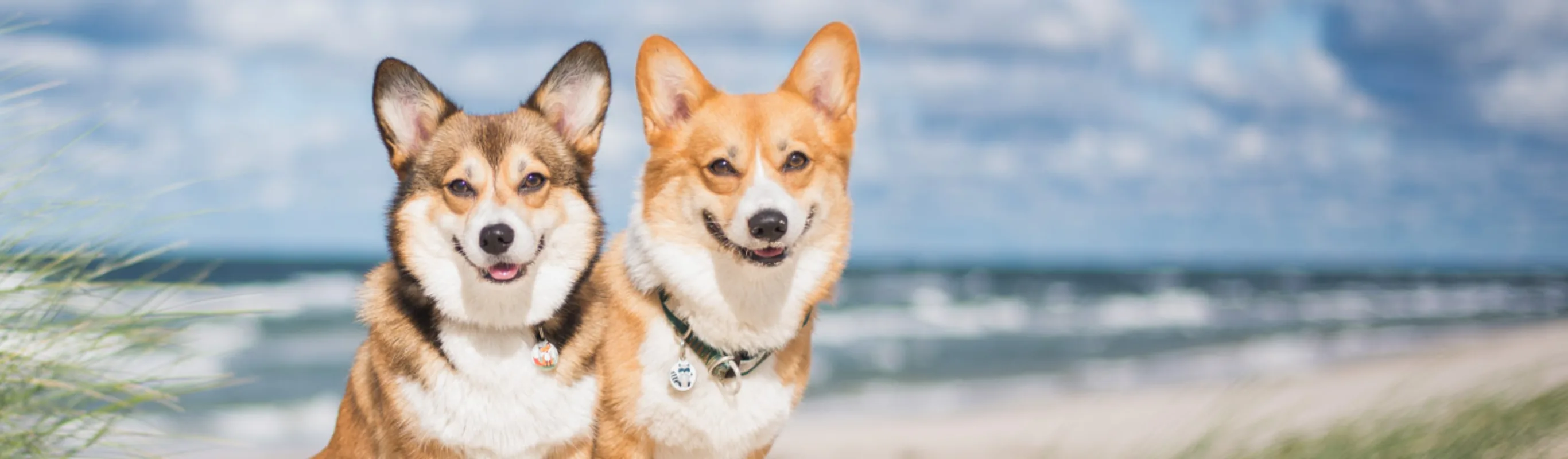 Two corgis at the beach with their tongues out. Two corgis at the beach with their tongues out.