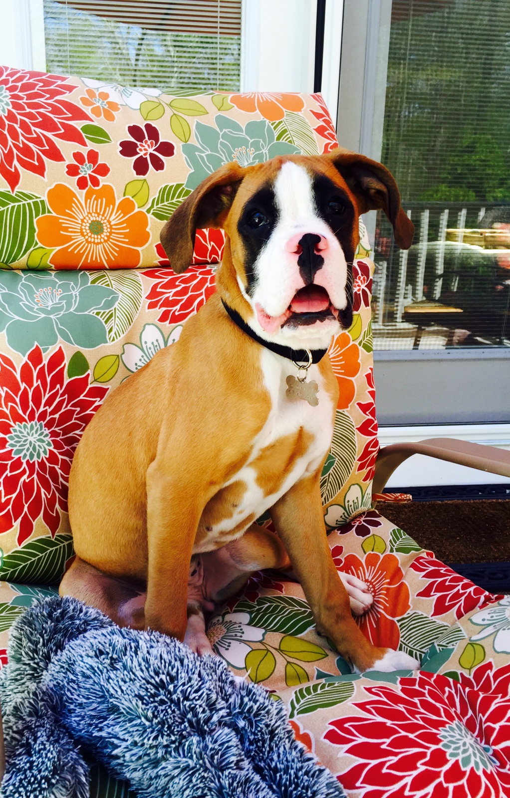 Daisy the brown dog.