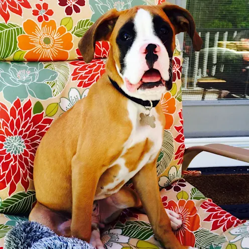 Daisy the brown dog. Daisy the brown dog.