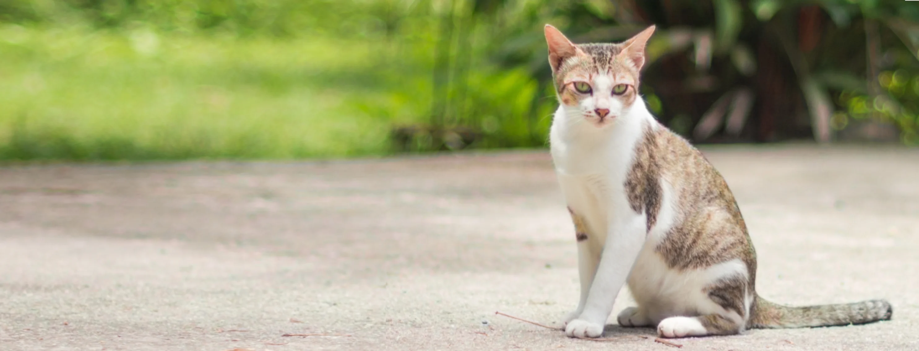 Cat Sitting in front of Green Grassy Background