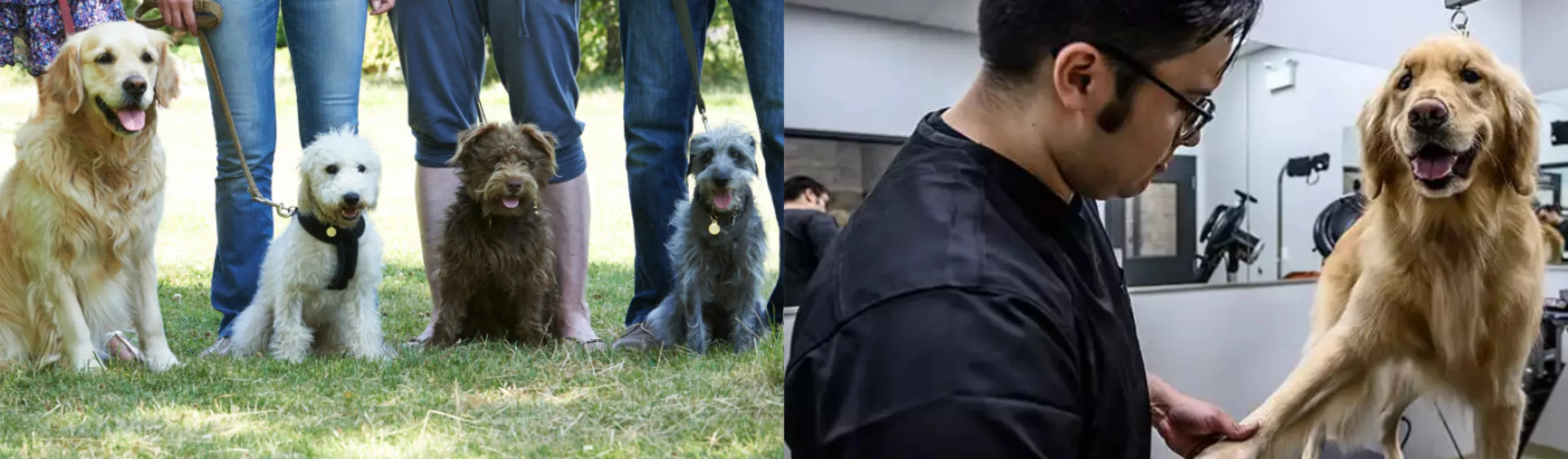 Two images-Left one is 4 dogs on leashes in a park and the right is a groomer trimming a dog's nails