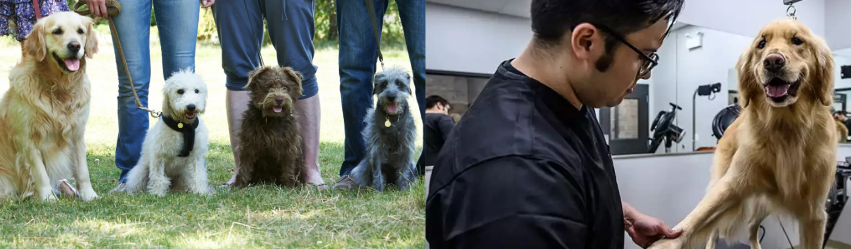 Two images-Left one is 4 dogs on leashes in a park and the right is a groomer trimming a dog's nails