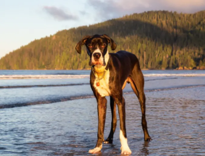 Great Dane standing in the ocean on a beach in the Pacific Northwest