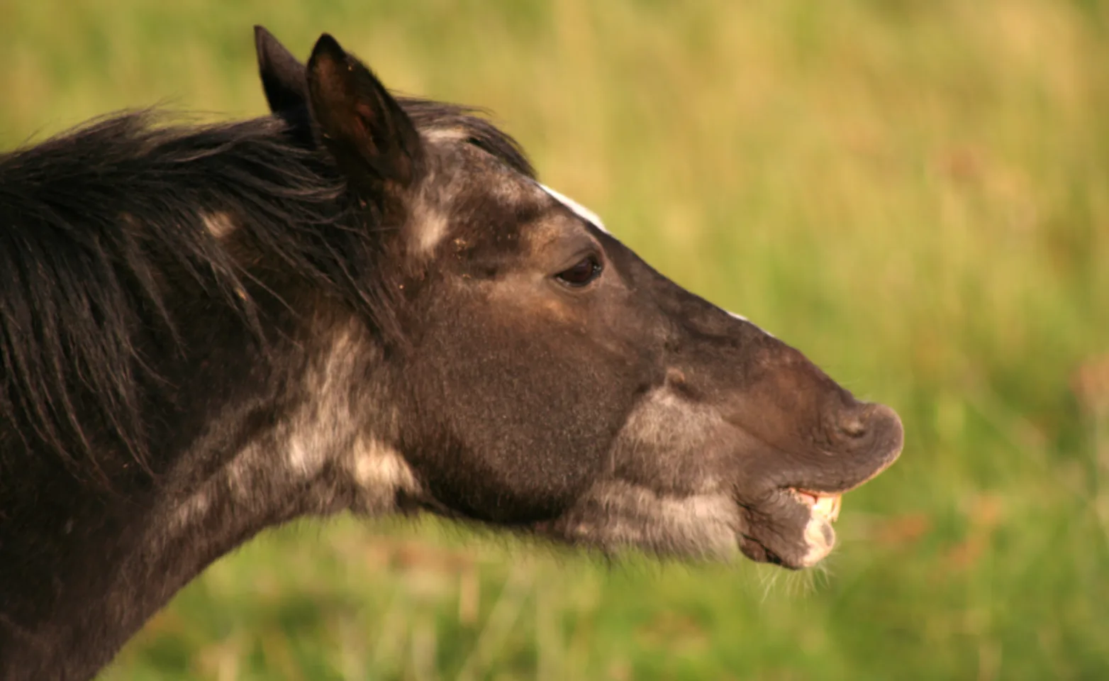 Brown senior horse Brown senior horse