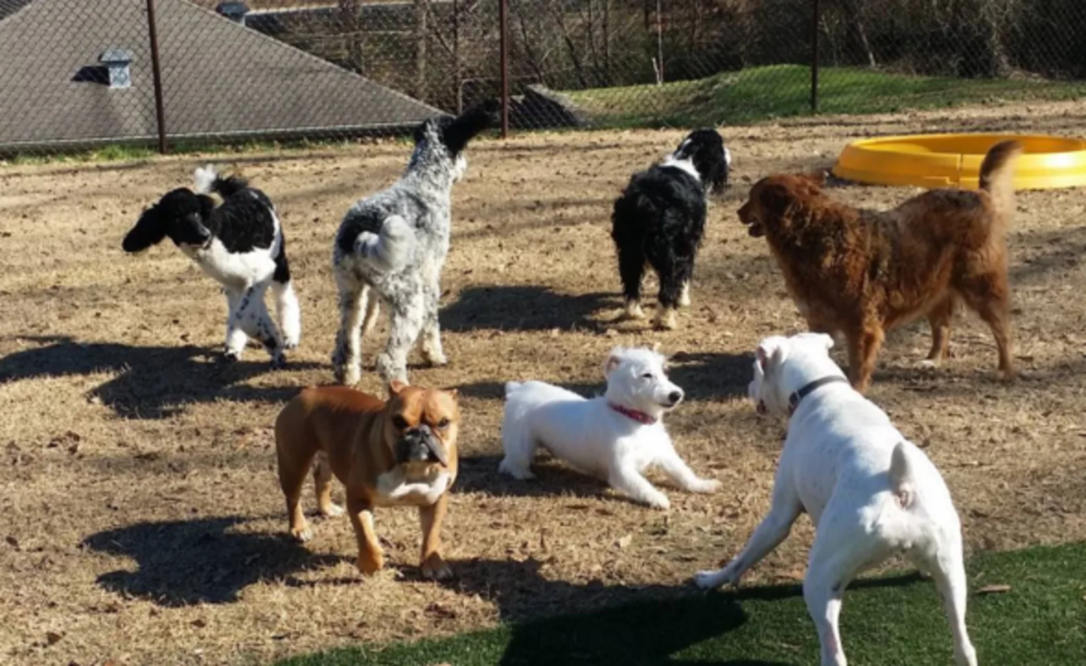 Dogs hanigng out Dogs hanigng out