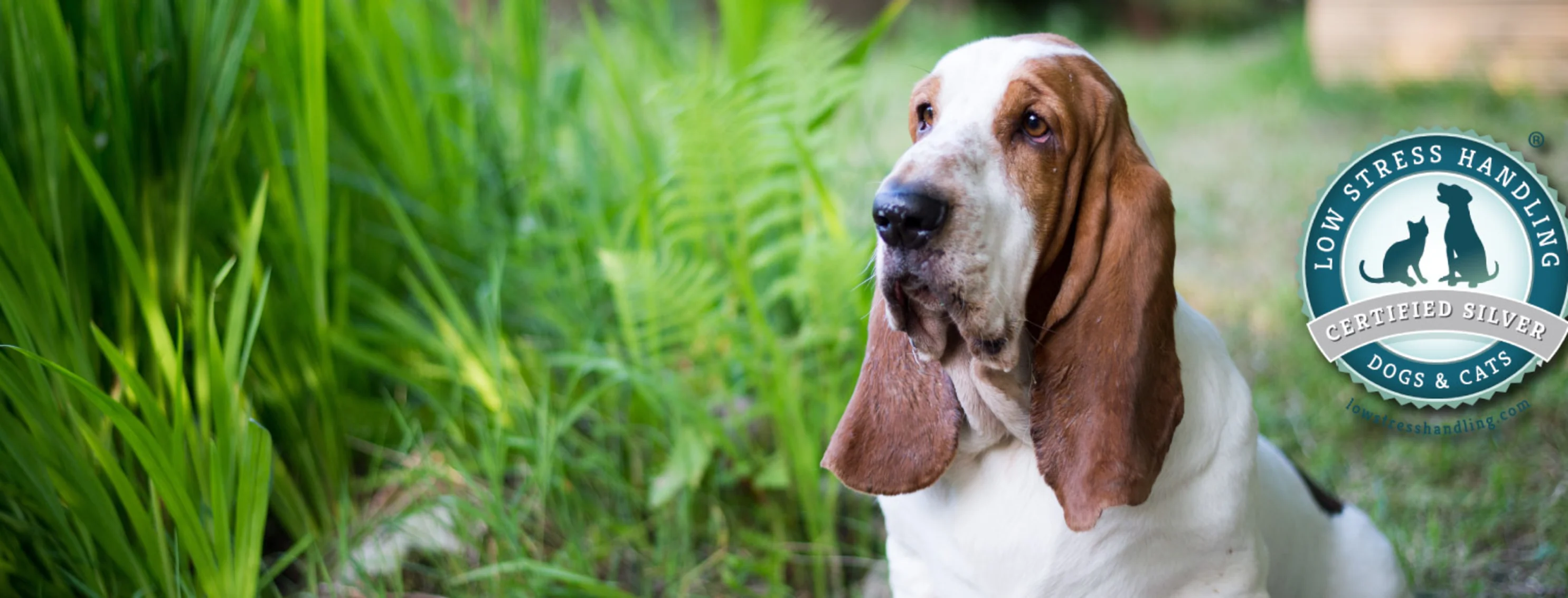 Basset hound with greenery