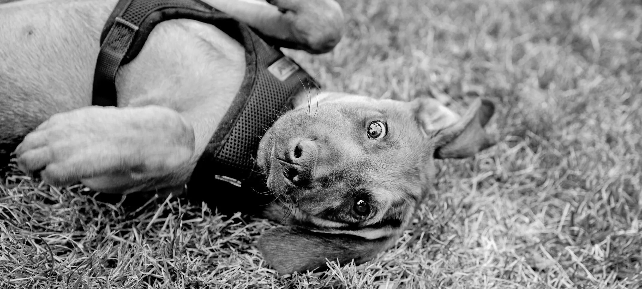 Black and white photo of a dog wearing a harness, lying in grass