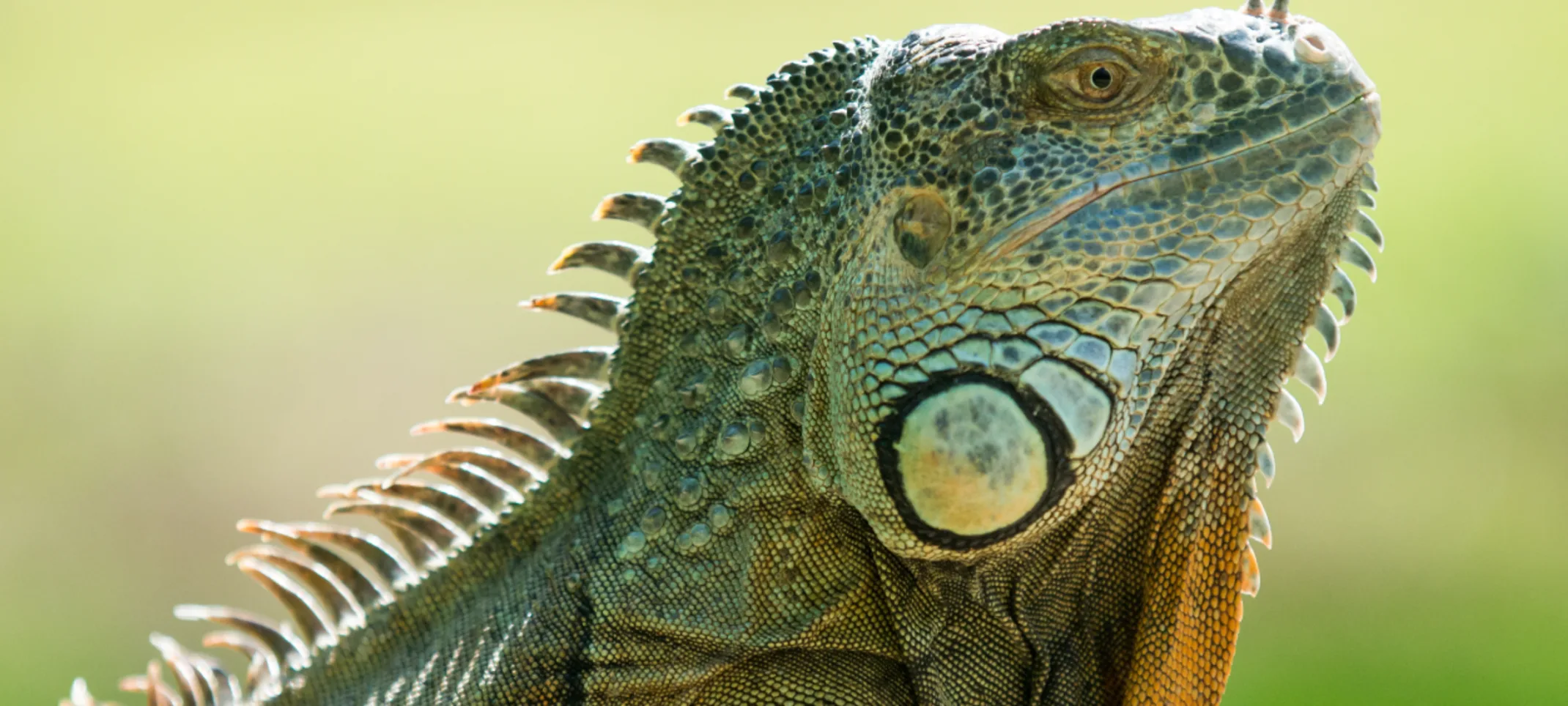 Iguana head perched up