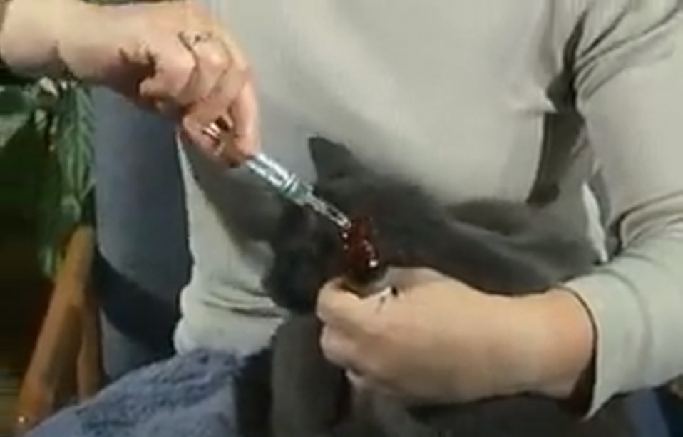 A person giving a cat liquid medication