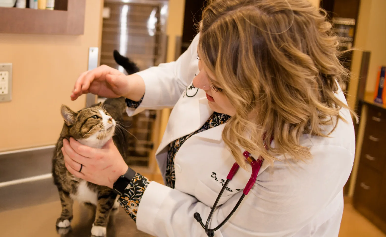 Dr. Terrill assisting a feline patient Dr. Terrill assisting a feline patient