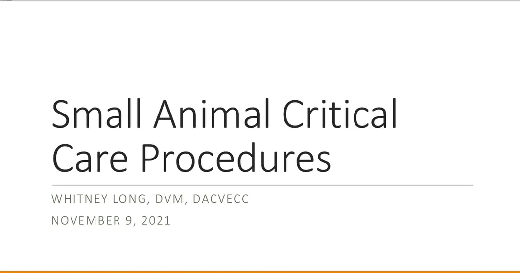 Small Animal YouTube screenshot