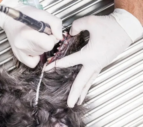 Staff Cleaning a Dog's Teeth