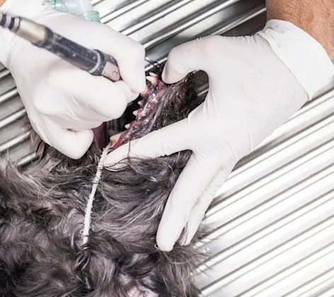 Staff Cleaning a Dog's Teeth Staff Cleaning a Dog's Teeth