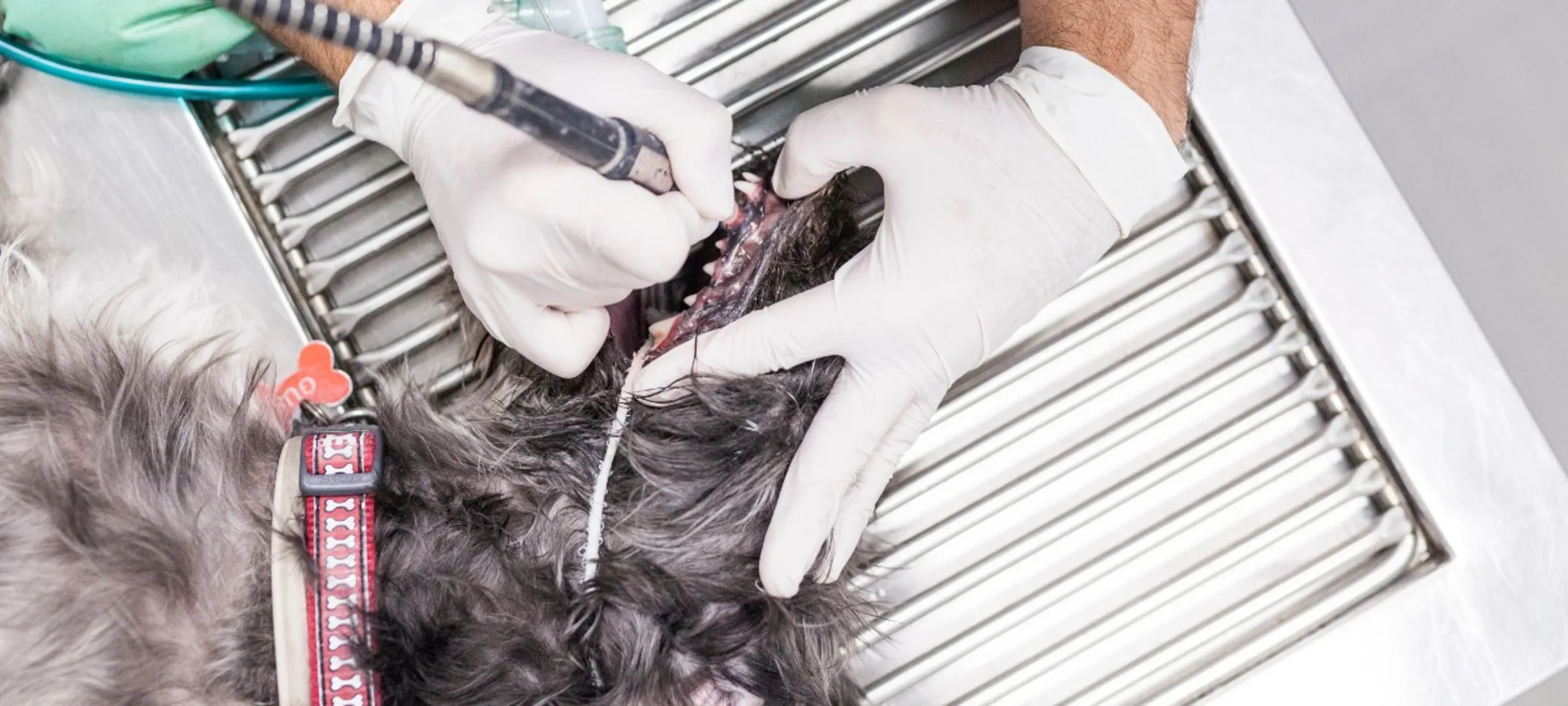 Staff Cleaning a Dog's Teeth