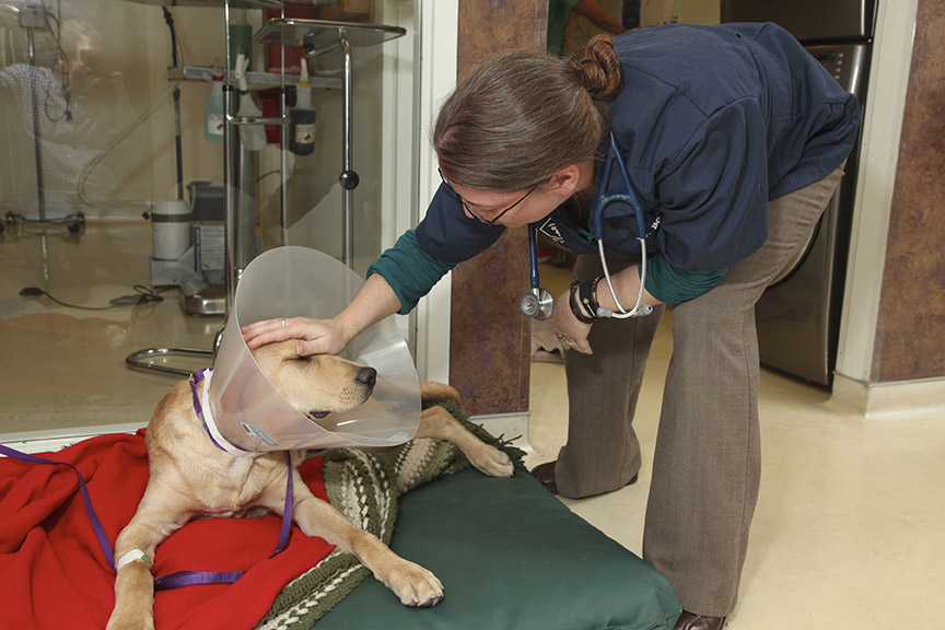 Tender Touch Animal Hospital Moral Support