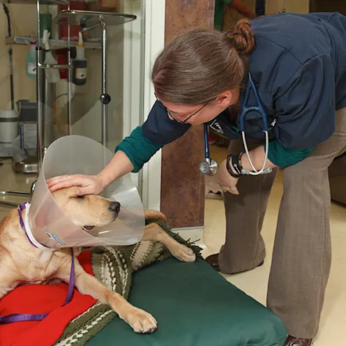 Moral Support Tender Touch Animal Hospital Moral Support