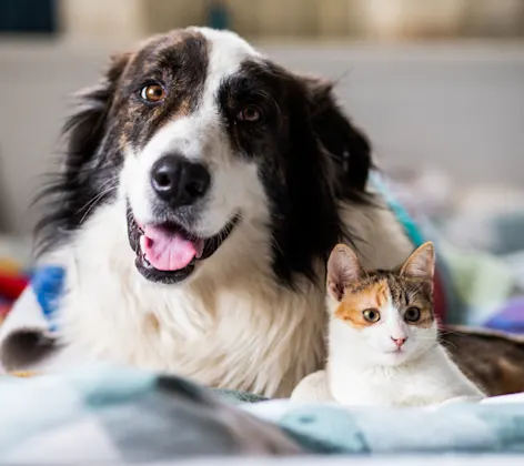 Dog & Cat Laying on Blankets Together Dog & Cat Laying on Blankets Together