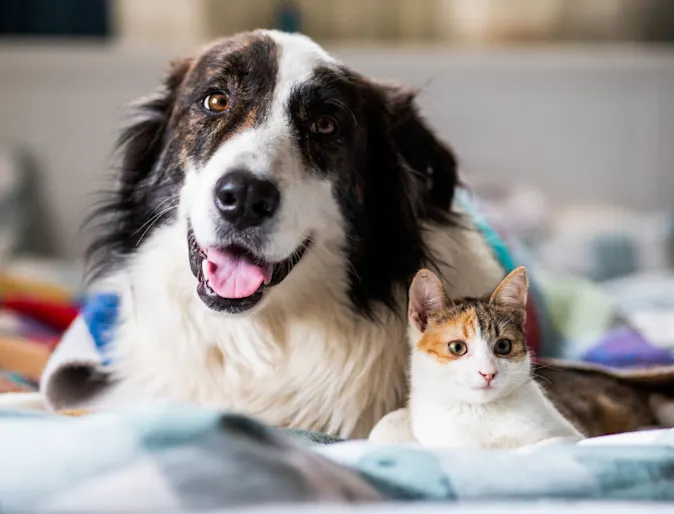 Dog & Cat Laying on Blankets Together Dog & Cat Laying on Blankets Together