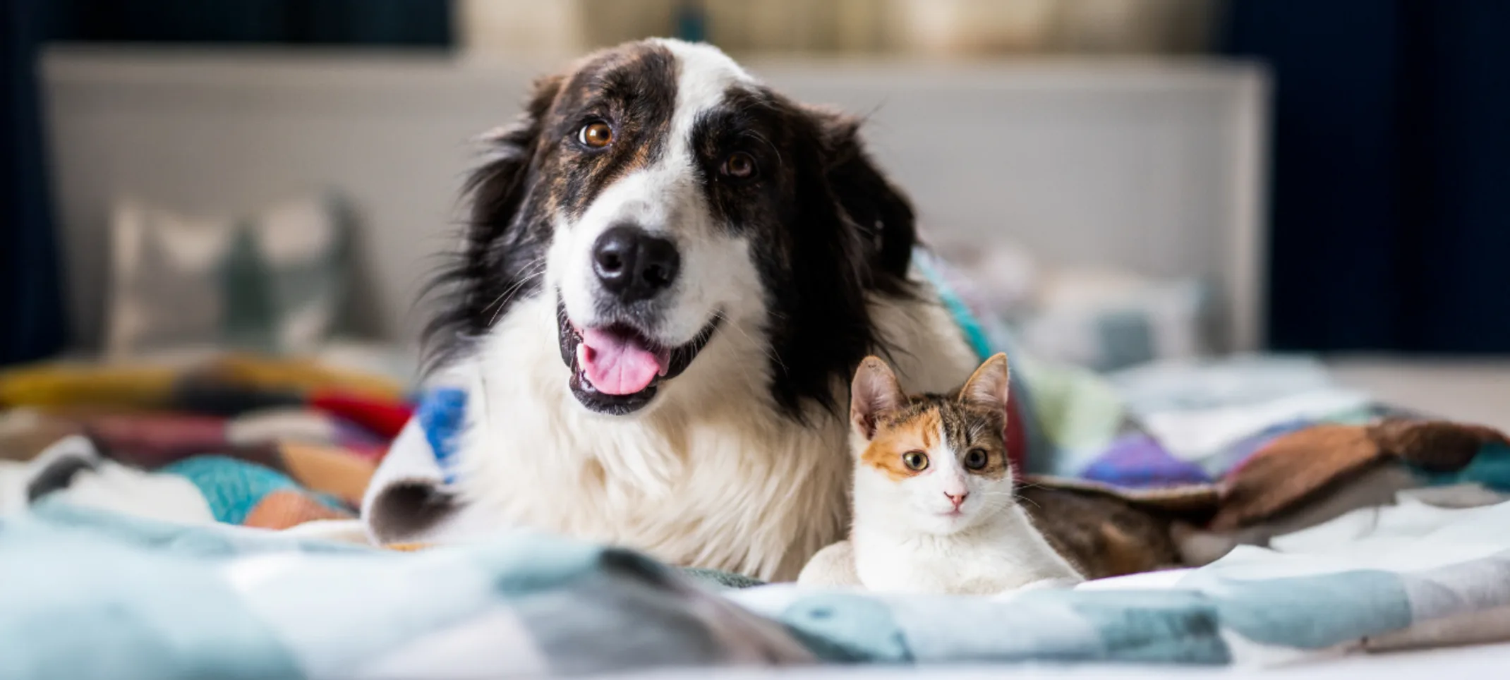 Dog & Cat Laying on Blankets Together Dog & Cat Laying on Blankets Together