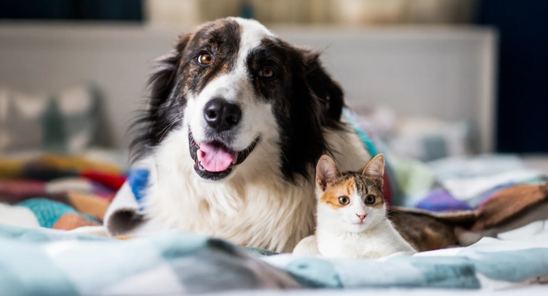 Dog & Cat Laying on Blankets Together Dog & Cat Laying on Blankets Together