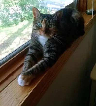 Georgia laying in a window sill
