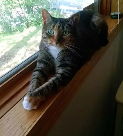 Georgia laying in a window sill Georgia laying in a window sill