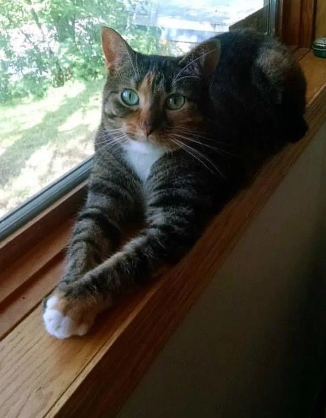 Georgia laying in a window sill Georgia laying in a window sill