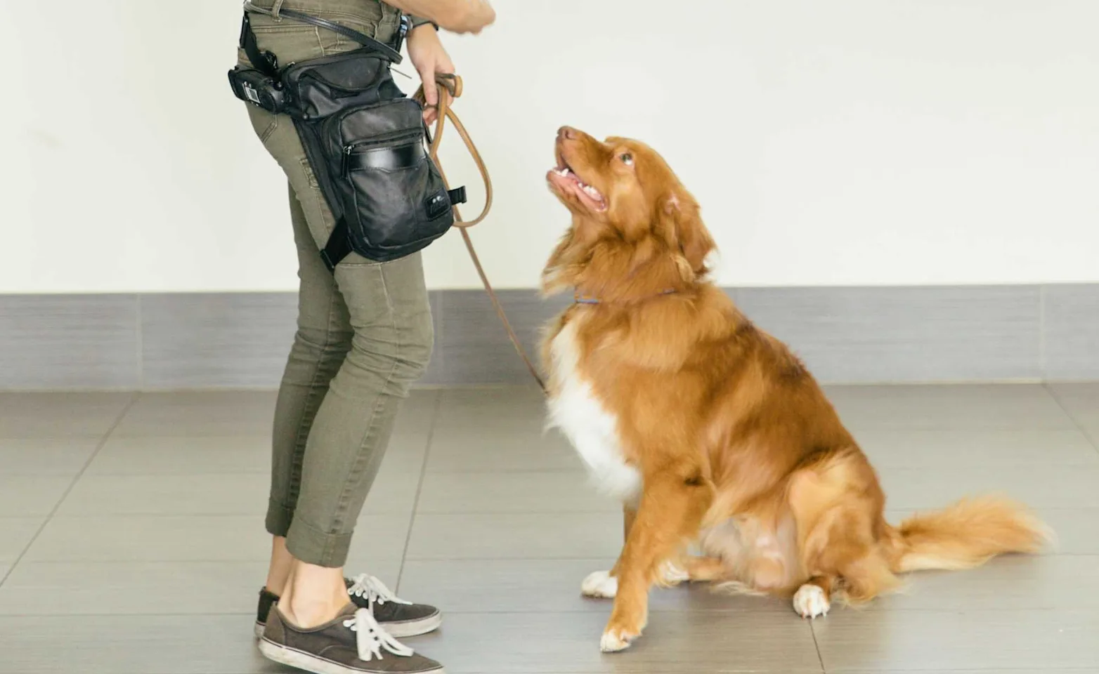 Dog sitting in front of trainer Dog sitting in front of trainer