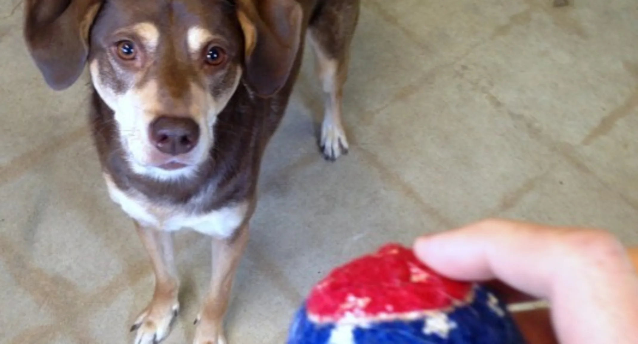 a ball is held in front of a dog