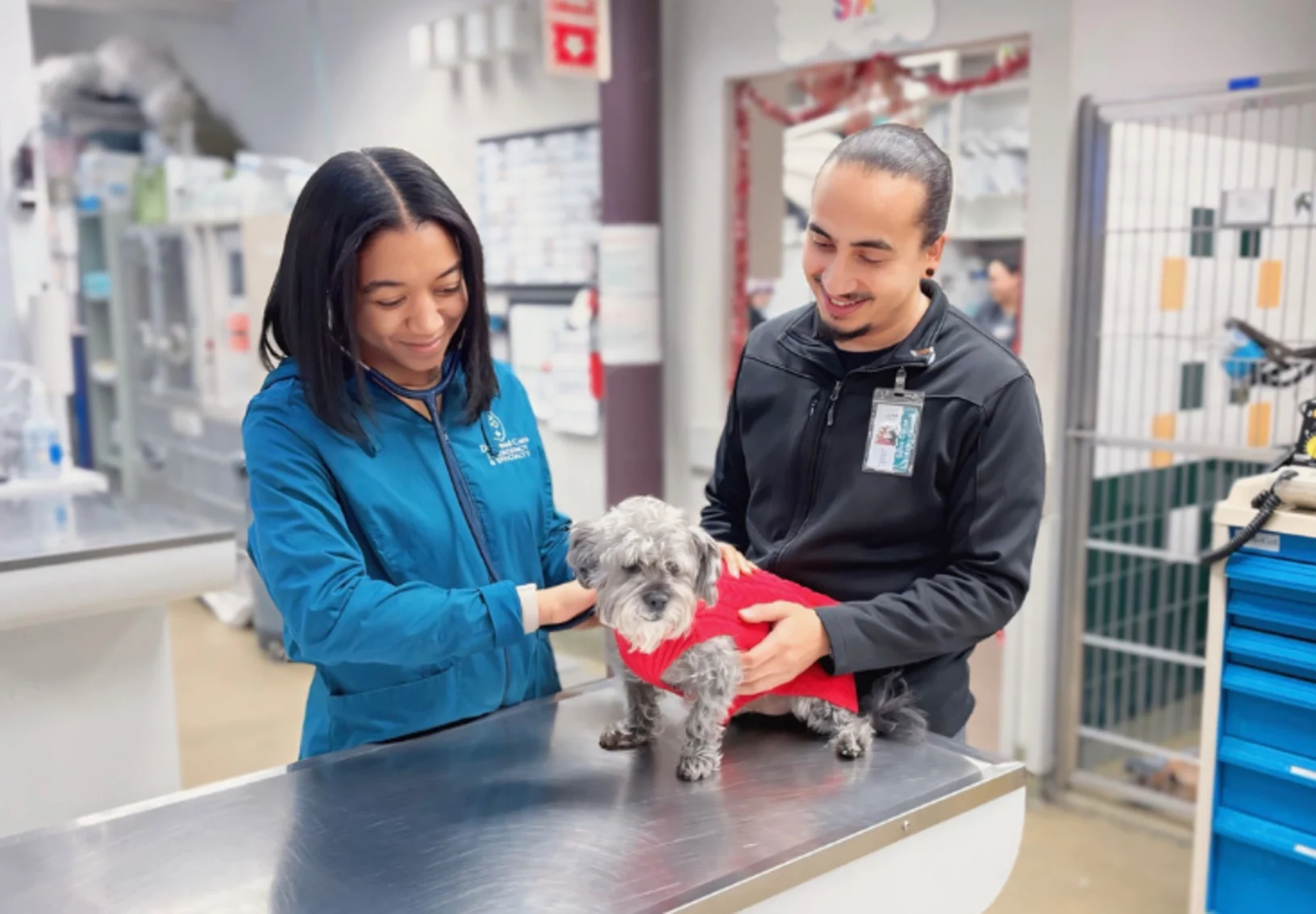 Two vet techs tending to a dog in a red vest. Two vet techs tending to a dog in a red vest.